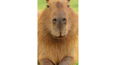 Capybara Slim Calendar 2027