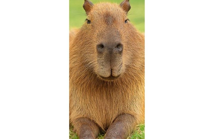 Capybara Slim Calendar 2027