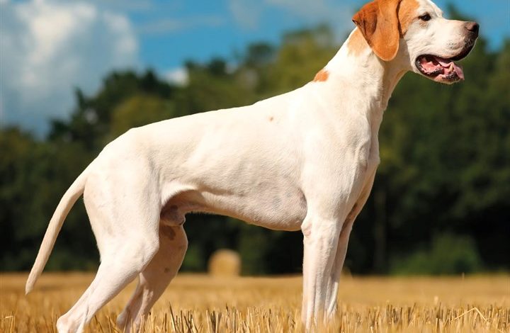 Pointer Calendar 2027