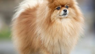 Pomeranian Calendar 2027