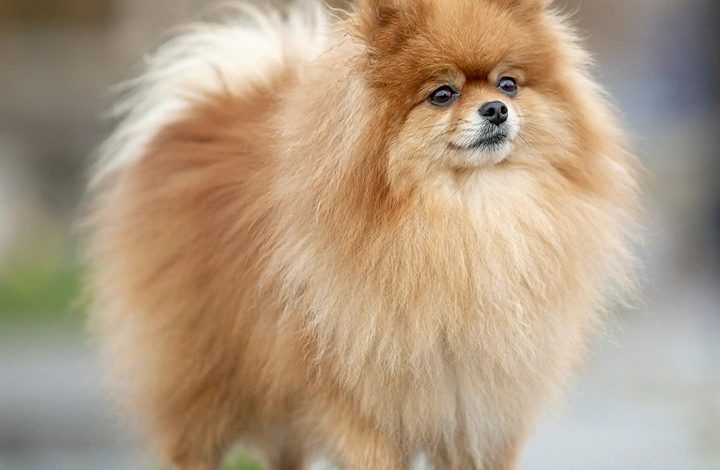 Pomeranian Calendar 2027