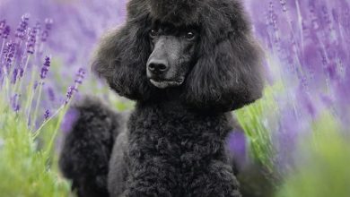 Poodle Calendar 2027