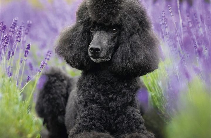 Poodle Calendar 2027