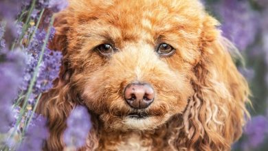 Toy & Miniature Poodle Calendar 2027