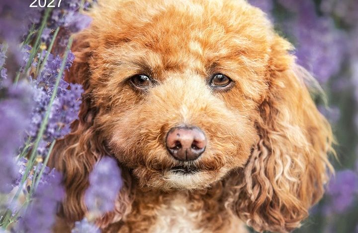 Toy & Miniature Poodle Calendar 2027