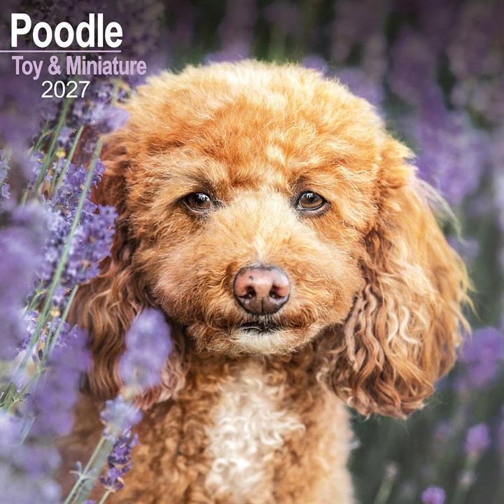 Toy & Miniature Poodle Calendar 2027