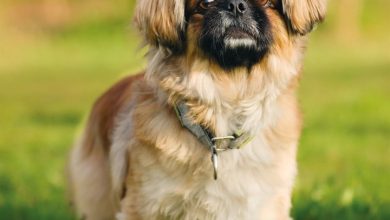 Pekingese Calendar 2027