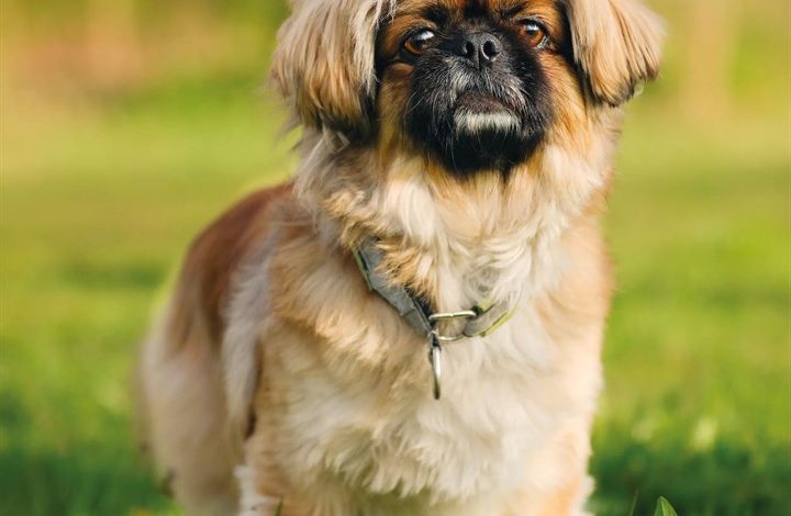 Pekingese Calendar 2027