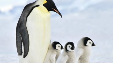 Penguins Calendar 2027