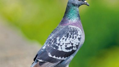 Pigeons Calendar 2027