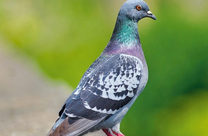 Pigeons Calendar 2027