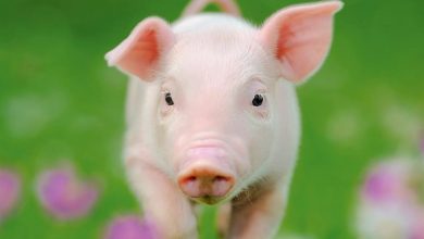 Pigs Calendar 2027