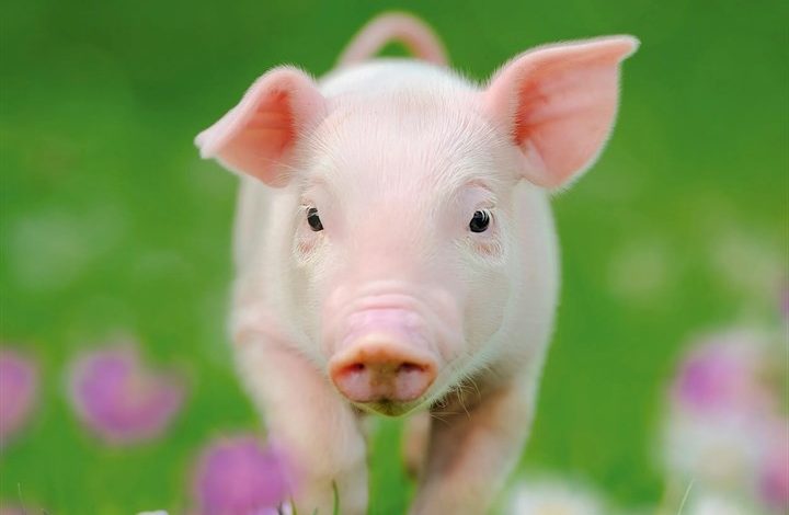 Pigs Calendar 2027