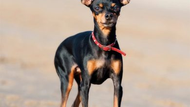 Miniature Pinscher Calendar 2027