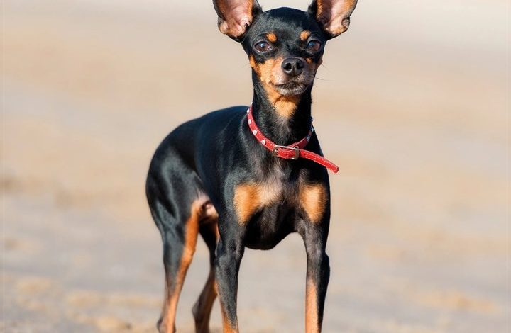 Miniature Pinscher Calendar 2027