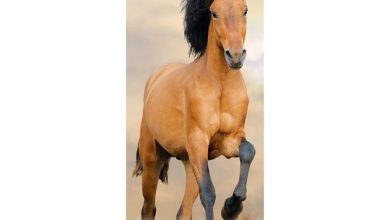 Horses Slim Calendar 2027