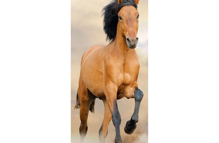 Horses Slim Calendar 2027