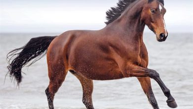 Horses Calendar 2027