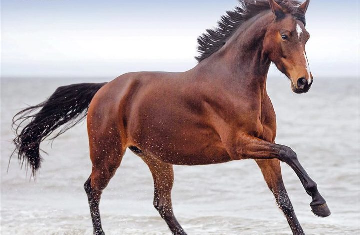 Horses Calendar 2027