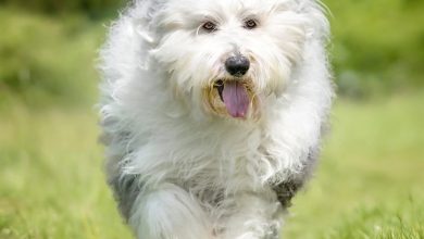 Old English Sheepdog Calendar 2027