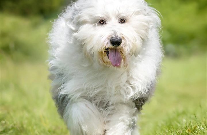 Old English Sheepdog Calendar 2027
