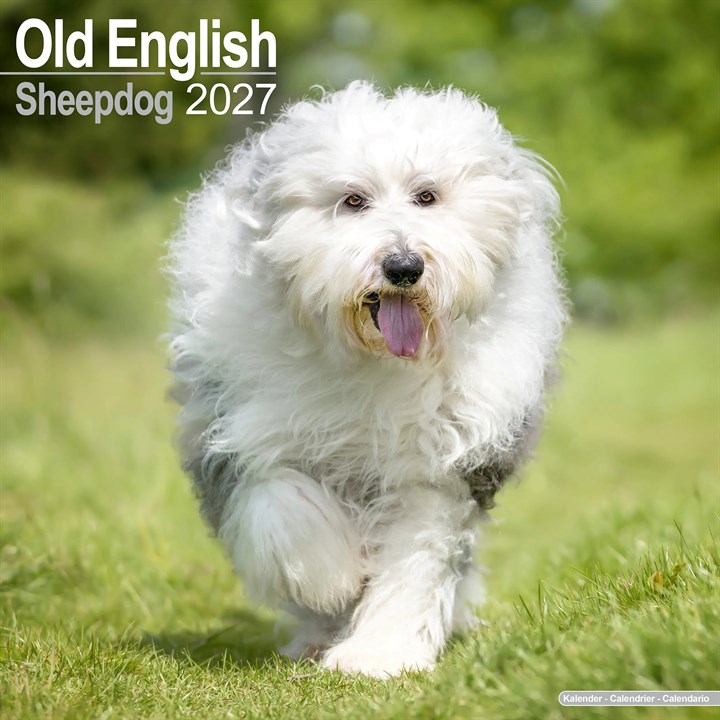 Old English Sheepdog Calendar 2027