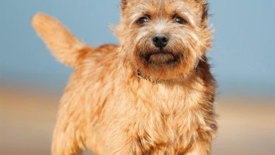 Norwich & Norfolk Terrier Calendar 2027