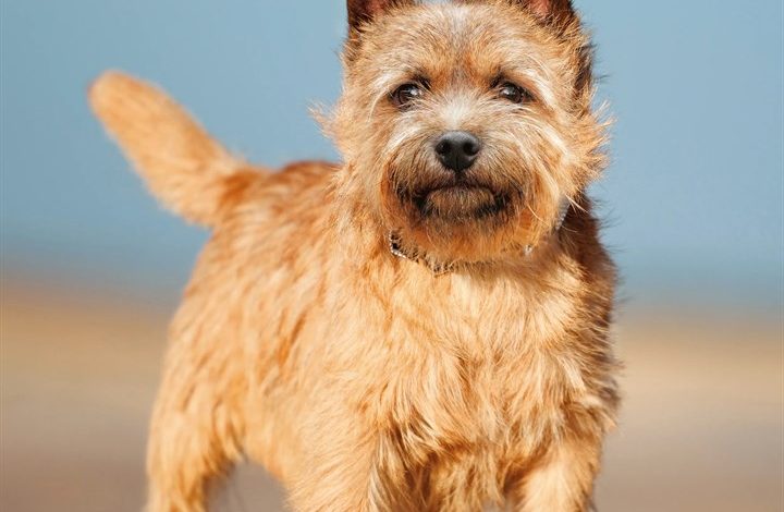 Norwich & Norfolk Terrier Calendar 2027