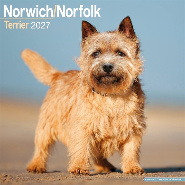 Norwich & Norfolk Terrier Calendar 2027