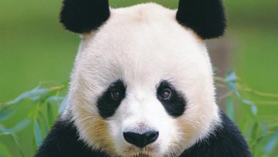 Pandas Calendar 2027