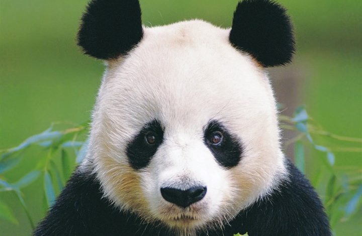 Pandas Calendar 2027