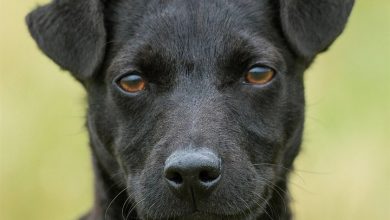 Patterdale Terrier Calendar 2027