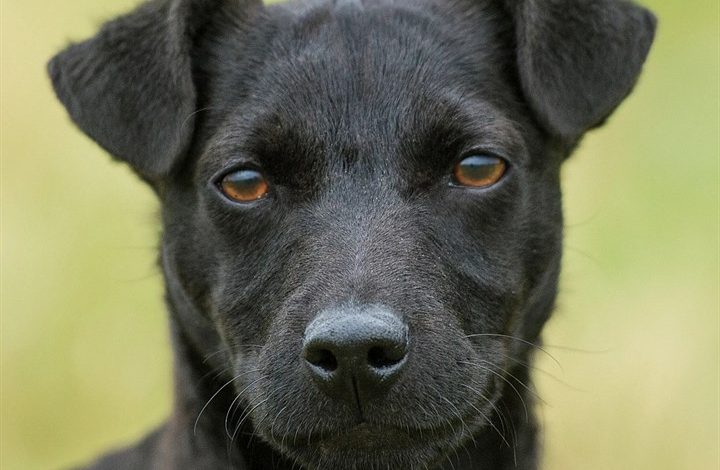 Patterdale Terrier Calendar 2027