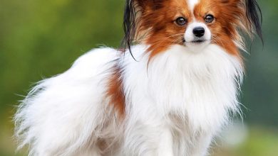 Papillon Calendar 2027