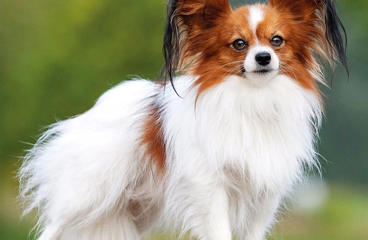 Papillon Calendar 2027