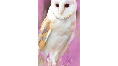Owls Slim Calendar 2027