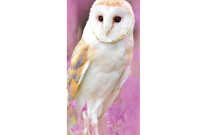 Owls Slim Calendar 2027