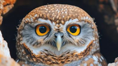 Owls Calendar 2027