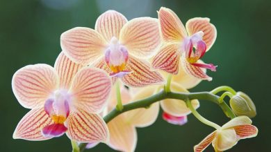 Orchids Calendar 2027