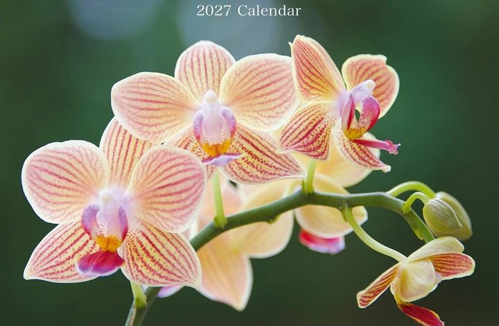 Orchids Calendar 2027