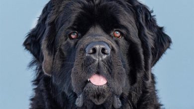 Newfoundland Calendar 2027