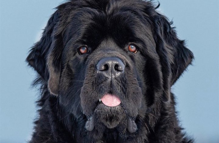 Newfoundland Calendar 2027