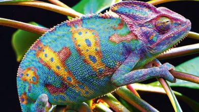 Lizards Calendar 2027