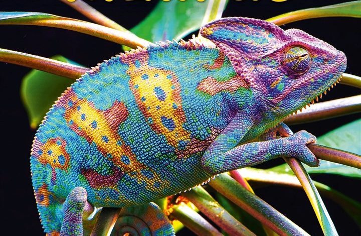 Lizards Calendar 2027