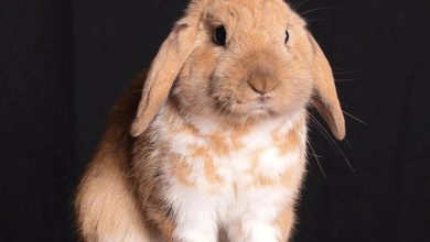 Lop-Eared Rabbits Calendar 2027