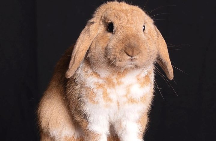 Lop-Eared Rabbits Calendar 2027