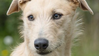 Lurcher Calendar 2027