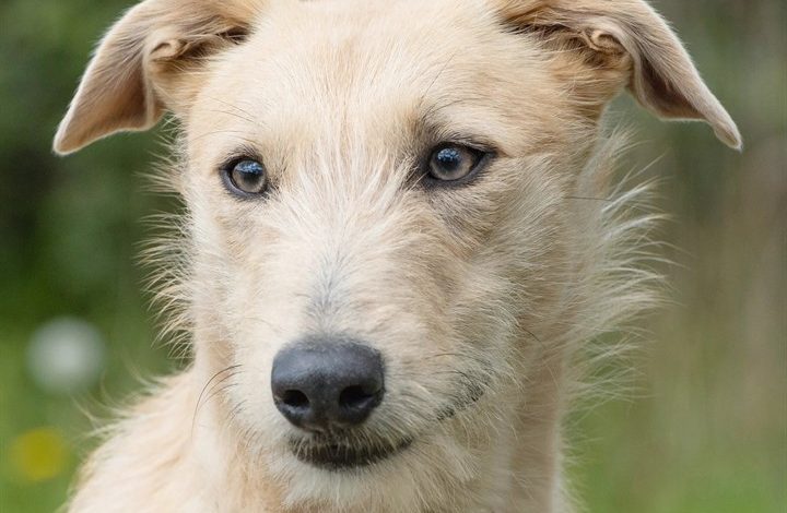 Lurcher Calendar 2027