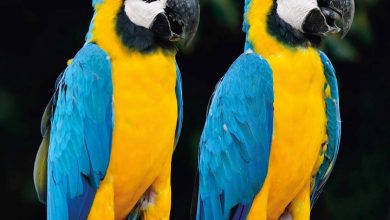 Macaws Calendar 2027