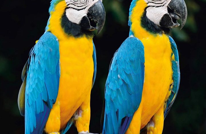 Macaws Calendar 2027